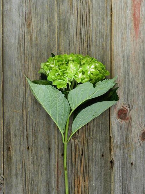 SHAMROCK BI-COLOR GREEN/WHITE HYDRANGEA